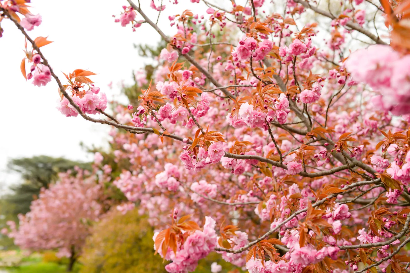 Queens Botanical Garden